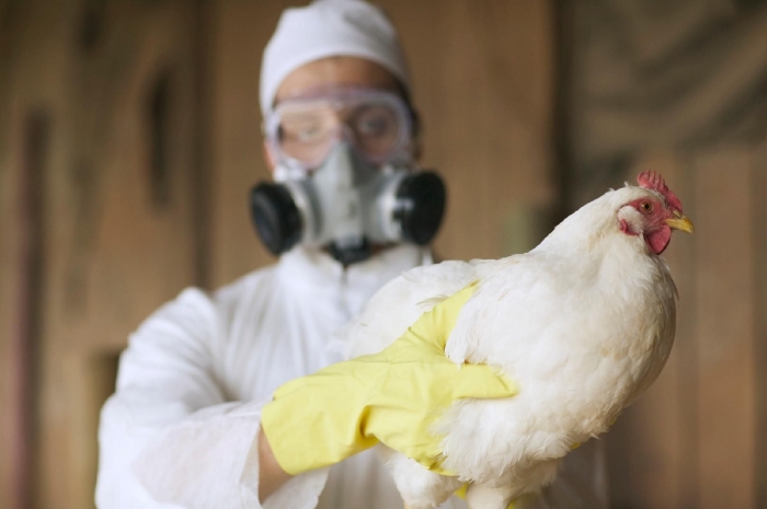 OMS registra na China a primeira morte do mundo por gripe aviária